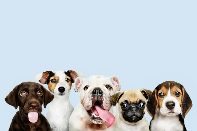 Group portrait of adorable puppies