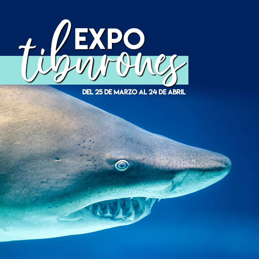 Aluche_expo tiburones_destacado noticias
